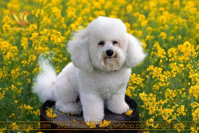 Đặc Điểm Tính Cách Của Chó Poodle Đực