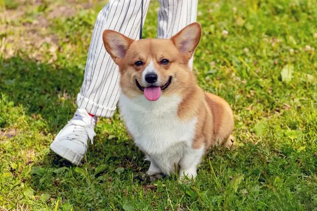 Tính Cách Của Chó Corgi Đực Và Cái