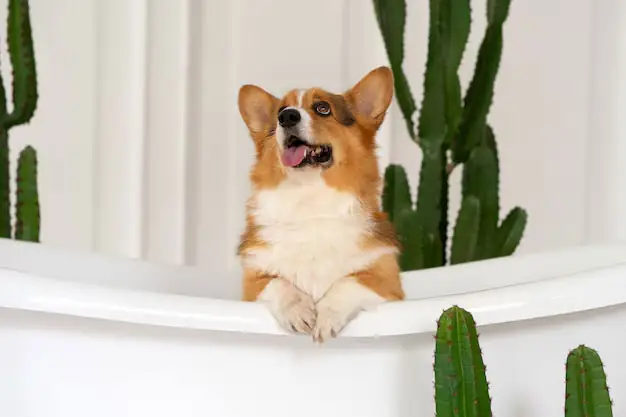 Lưu Ý Khi Huấn Luyện Corgi Đực Và Cái