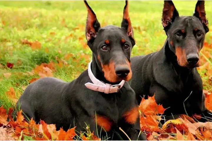 Đôi Tai Và Đuôi Của Chúng