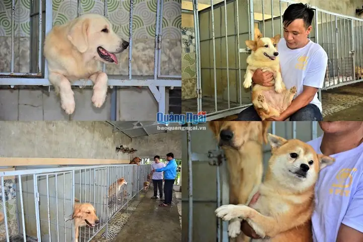 Nên Nuôi Giống Chó Nào Để Kinh Doanh