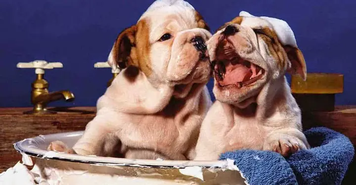 Đối Với Chó Trưởng Thành