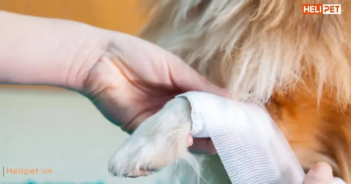 Chó Gãy Chân Bao Lâu Thì Lành Lại?