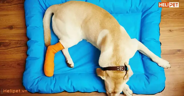 Giai Đoạn Tái Tạo Xương