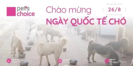 Ngày Quốc Tế Chó Mèo: Lịch Sử, Ý Nghĩa & Cách Kỷ Niệm Ý Nghĩa