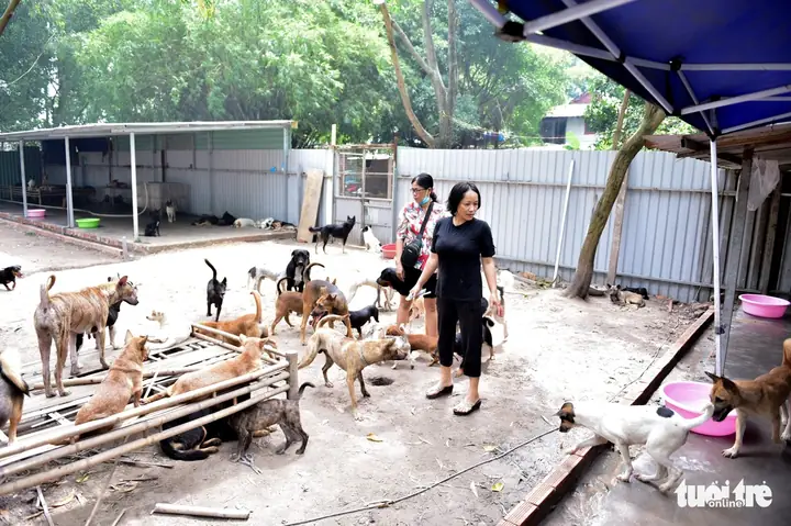 Người Phụ Nữ 6 Năm Cưu Mang Cả Ngàn Chú Chó, Mèo Chuộc Từ Lò Mổ - Ảnh 2.