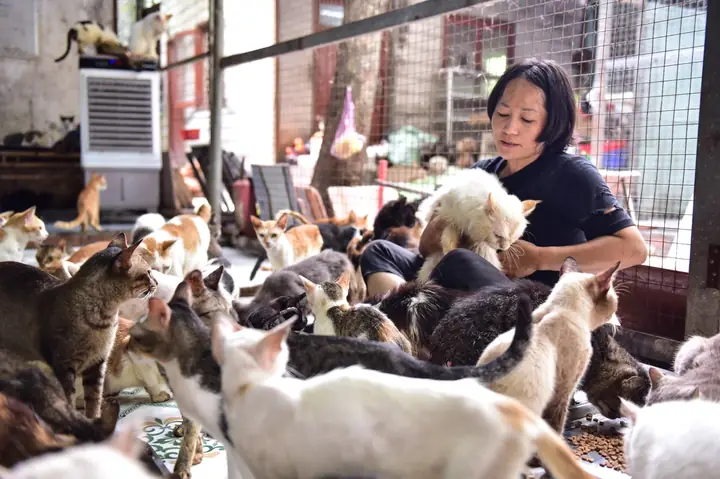 Người Phụ Nữ 6 Năm Cưu Mang Cả Ngàn Chú Chó, Mèo Chuộc Từ Lò Mổ - Ảnh 10.