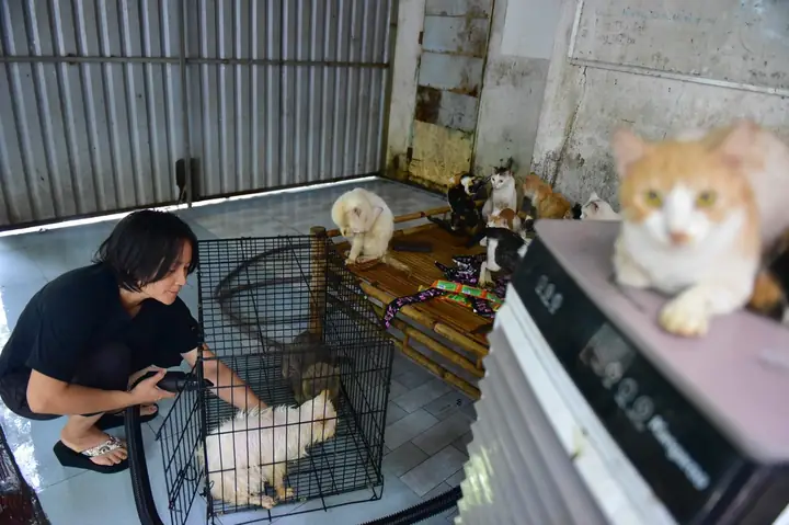 Người Phụ Nữ 6 Năm Cưu Mang Cả Ngàn Chú Chó, Mèo Chuộc Từ Lò Mổ - Ảnh 9.