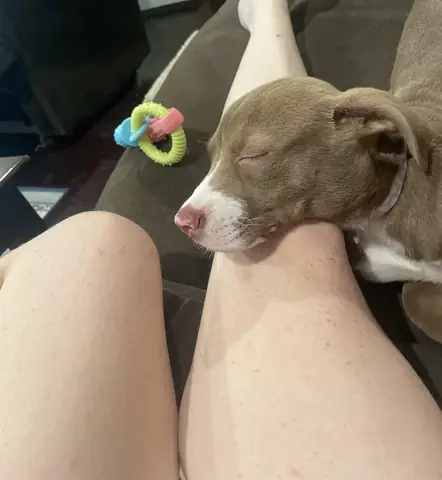 Người Yêu Chó Là Người Như Thế Nào?