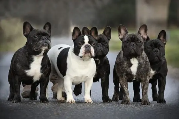 Đặc Điểm Tính Cách Của Chó Bull Pháp