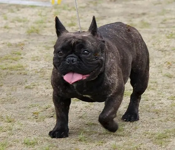 2. Đầu Và Mặt Chó Bull Pháp