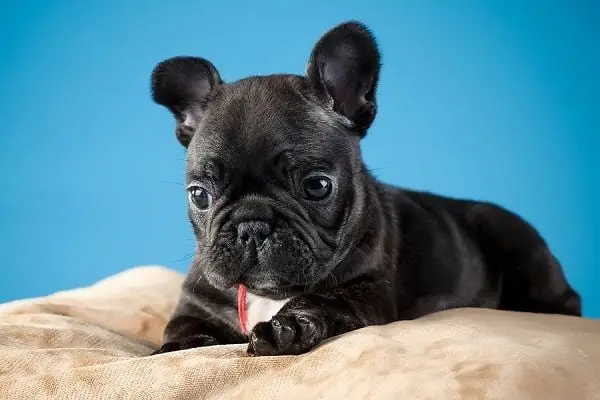 Giá Bán Của Chó Bull Pháp