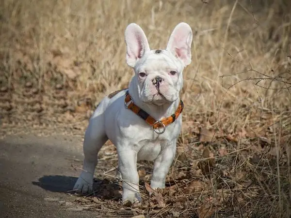 Nguồn Gốc Của Chó Bull Pháp