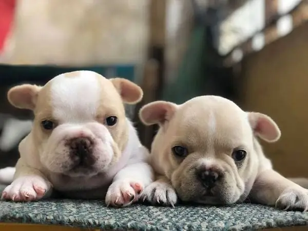 Chế Độ Dinh Dưỡng