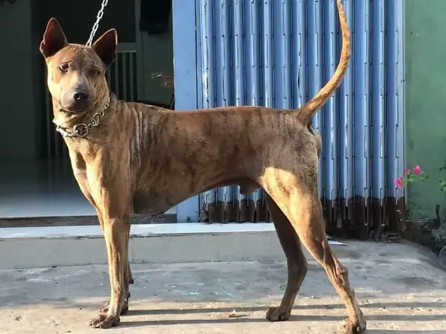 Nguồn Gốc Của Chó Phú Quốc