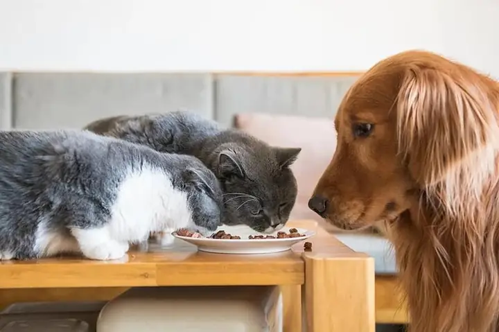 Tìm Nguồn Sỉ Thức Ăn Chó Mèo Số Lượng Nhỏ