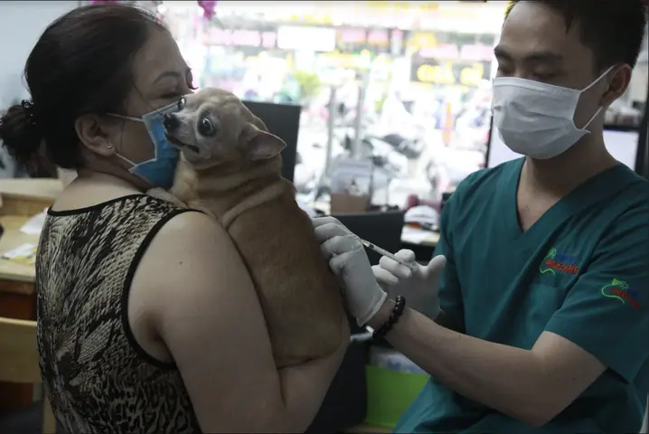 Bệnh Parvo Ở Chó: Nguyên Nhân, Dấu Hiệu Và Cách Chữa