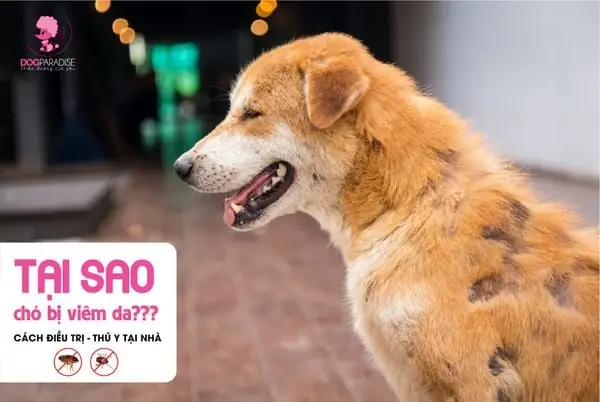Tại Sao Chó Bị Viêm Da? Nguyên Nhân, Cách Phòng Ngừa Và Điều Trị Tại Sao Chó Bị Viêm Da? Nguyên Nhân, Cách Phòng Ngừa Và Điều Trị