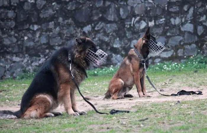 Sau Sự Việc Chó Ngao Tây Tạng Cắn Chết Người Ở Hà Nội, Chuyên Gia Huấn Luyện Đã Chỉ Ra Những Nguyên Nhân Trong Phương Pháp Nuôi Dạy Chó Của Gia Chủ.