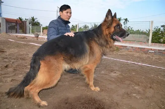 Sau Sự Việc Chó Ngao Tây Tạng Cắn Chết Người Ở Hà Nội, Chuyên Gia Huấn Luyện Đã Chỉ Ra Những Nguyên Nhân Trong Phương Pháp Nuôi Dạy Chó Của Gia Chủ.