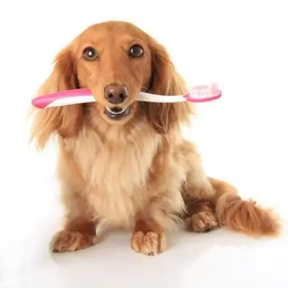 Nguyên Nhân Mèo Bị Tiêu Chảy Là Gì?