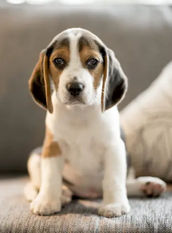 Nuôi Một Chú Chó Con Giúp Bạn Sống Thọ Hơn