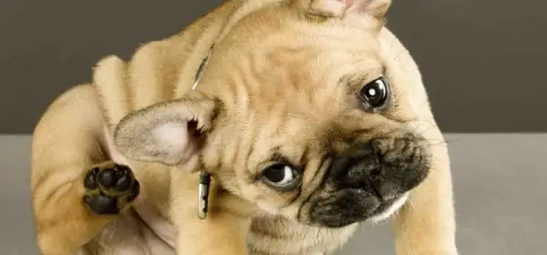 Tác Dụng Của Đôi Tai Chó Mèo