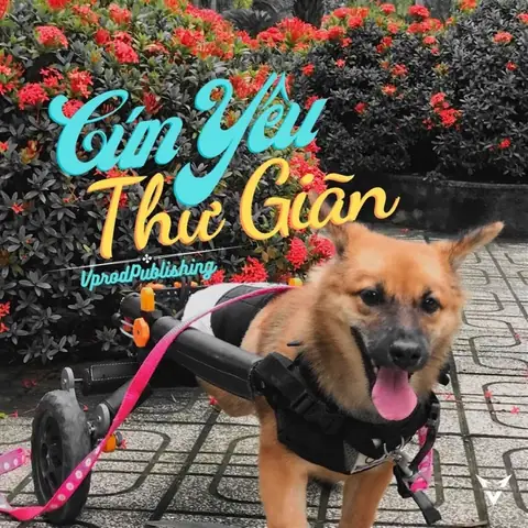 Nhạc Thư Giãn Cho Chó: Hướng Dẫn Chi Tiết Từ Chuyên Gia Thú Y Nhạc Thư Giãn Cho Chó: Hướng Dẫn Chi Tiết Từ Chuyên Gia Thú Y