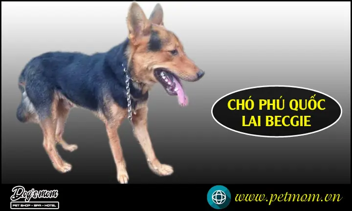 Chó Phú Quốc Lai Becgie Chó Phú Quốc Lai Becgie