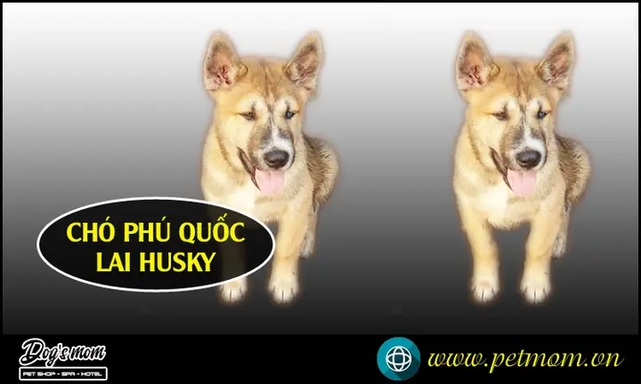 B) Chó Phú Quốc Lai Husky B) Chó Phú Quốc Lai Husky