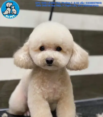 Nhận Giữ Chó Mèo Gò Vấp