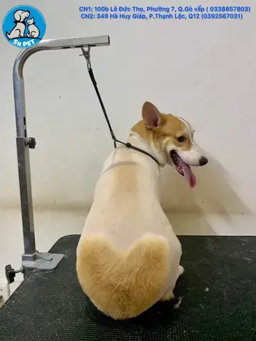 Các Tiêu Chí Quan Trọng Khi Lựa Chọn Dịch Vụ Nhận Giữ Chó Mèo Gò Vấp