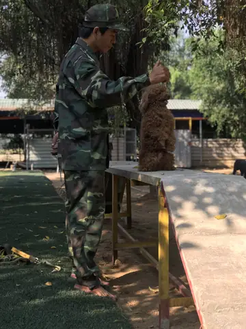 Huấn Luyện Chó Poodle