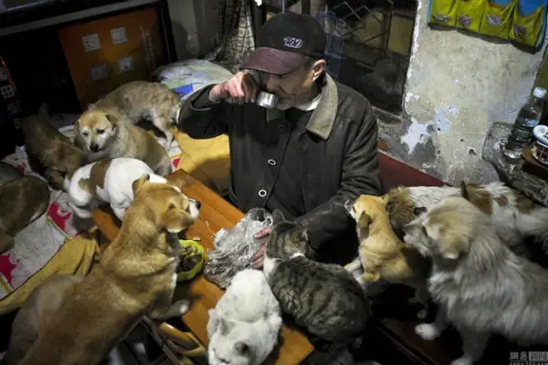 Hướng Dẫn Chi Tiết Cách Nhận Nuôi Chó Mèo Bị Bỏ Rơi An Toàn Và Trách Nhiệm