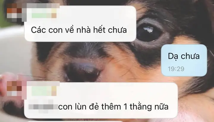 ‘gia Đình Chăn Nuôi’ Chuyên Nhận Chó Mèo Hoang, Cha Quyết Không Đi Chơi Vì ‘đi Rồi Có Ai Cho Chó Ăn’