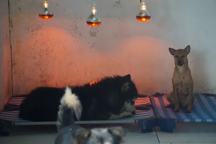 Những Chú Chó Mèo Bị Bỏ Rơi Dần Khỏe Mạnh Nhờ Sự Chăm Sóc Của Team 16 Đà Nẵng. Ảnh: Hoàng Vinh.