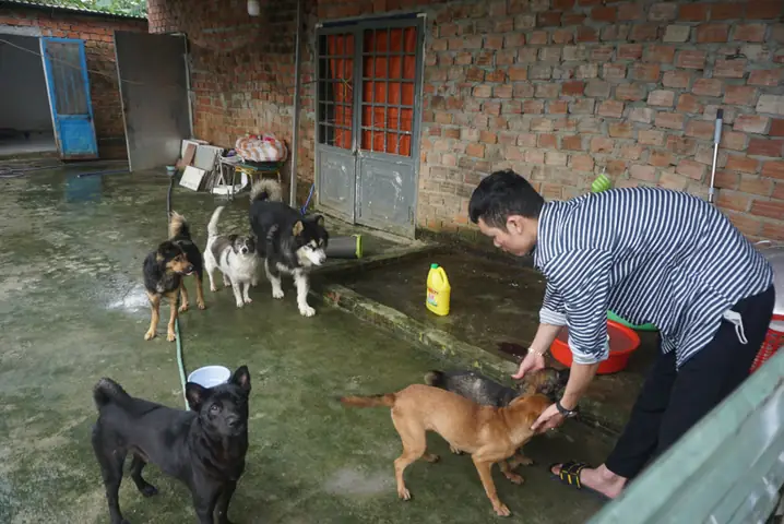 Những Chú Chó Mà Team 16 Đà Nẵng Cứu Hộ Và Đem Về Chăm Sóc. Ảnh: Hoàng Vinh.