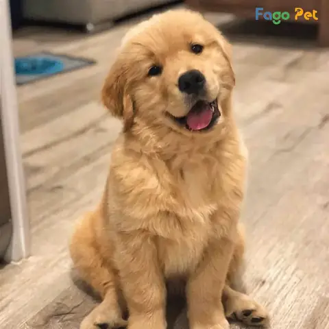 Quy Trình Phối Giống Chó Golden Tại Fago Pet