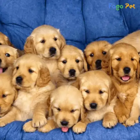 Vì Sao Nên Lựa Chọn Phối Giống Chó Golden Tại Fago Pet
