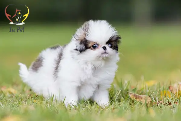 Cách Phối Giống Chó Nhật