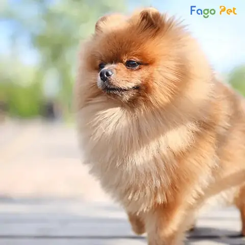 Giá Phối Giống Chó Phốc Sóc Là Bao Nhiêu? Giá Phối Giống Chó Phốc Sóc Là Bao Nhiêu?