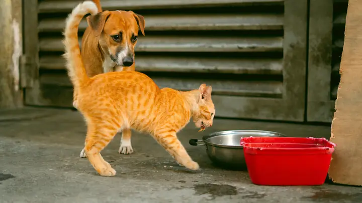 Tác Nhân Gây Nhiễm Ký Sinh Trùng Chó Mèo