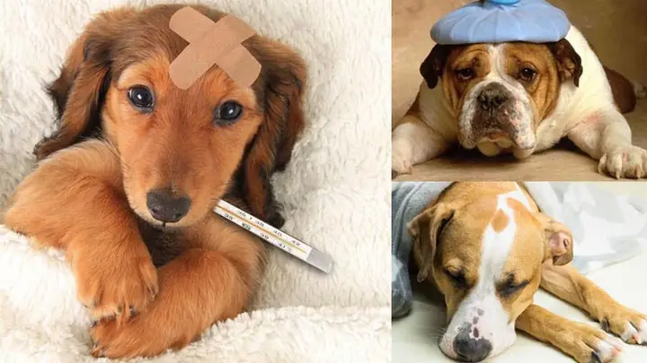 3nguyên Nhân Gây Ra Bệnh Sốt Ở Chó