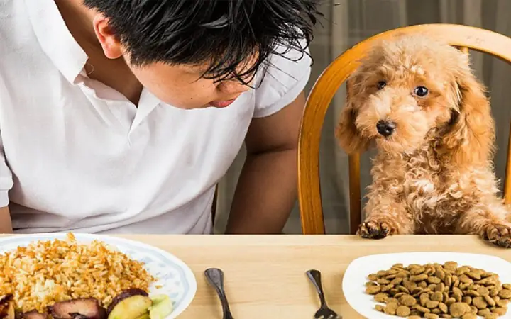 Tiêu Chuẩn 4: Hệ Tiêu Hoá Của Chó Ổn Định