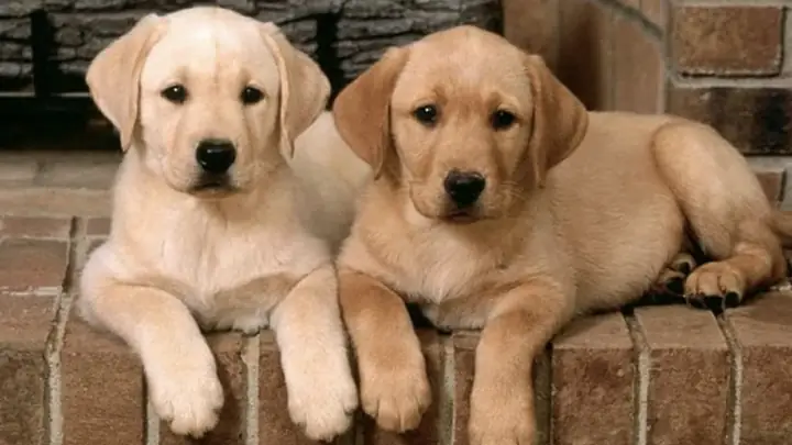 2trùng Xoắn Móc Câu