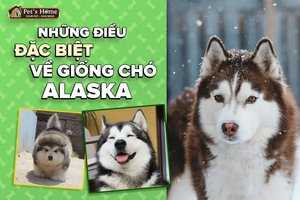 Những Bộ Phim Về Chó Sói