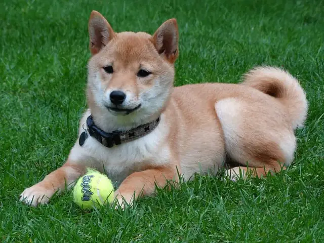 Tiêm Phòng Đầy Đủ Cho Chó Shiba Inu