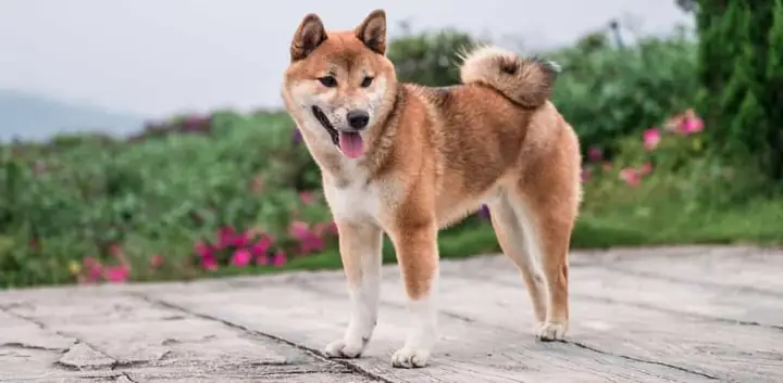 Đưa Chó Shiba Đi Kiểm Tra Sức Khoẻ Định Kỳ