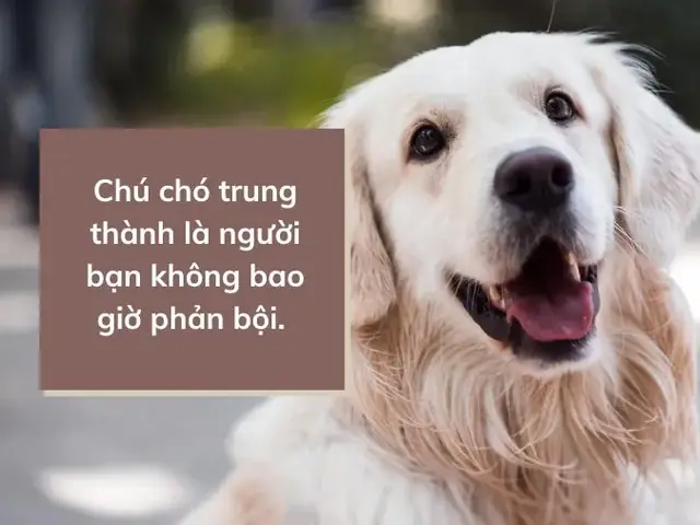 Những Câu Nói Hay Về Chó Và Sự Trung Thành Của Loài Chó Những Câu Nói Hay Về Chó Và Sự Trung Thành Của Loài Chó