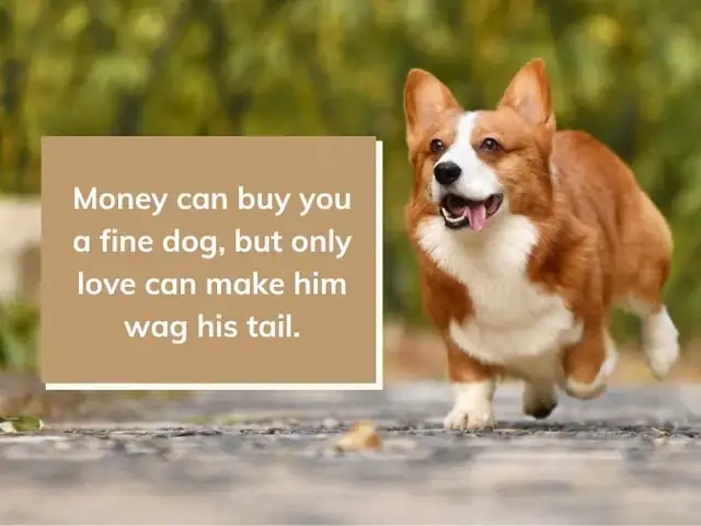 Những Câu Nói Tiếng Anh Hay Về Chó Cưng Những Câu Nói Tiếng Anh Hay Về Chó Cưng